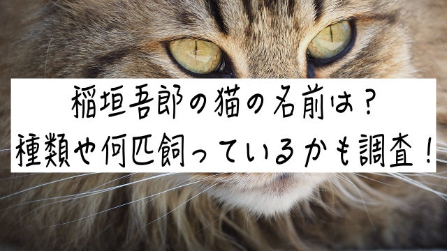 稲垣吾郎の猫の名前は？種類や何匹飼っているかも調査！　